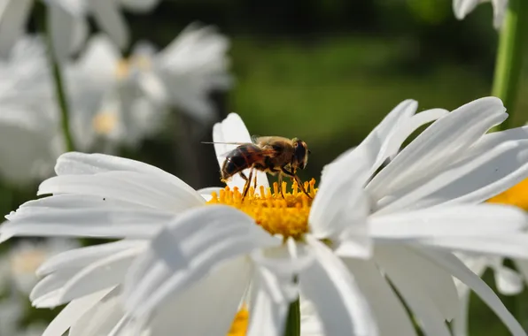 Картинка насекомые, пчела, Цветы, ромашка
