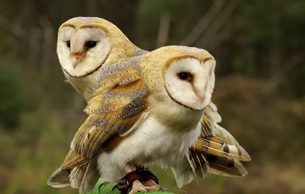 Картинка animals, two, birds, barn owls