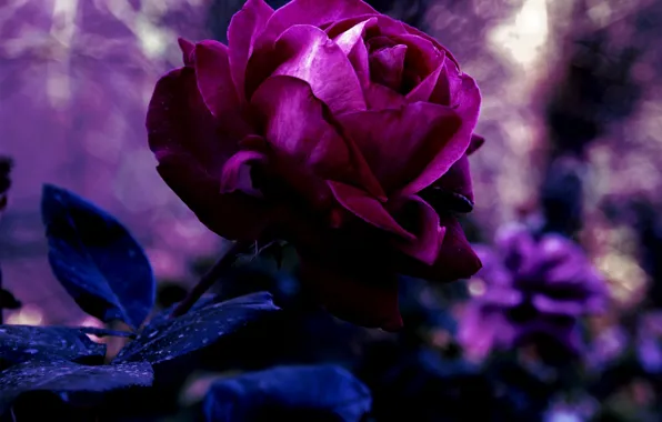 Картинка цветок, фиолетовый, листья, макро, природа, роза, цвет, лепестки