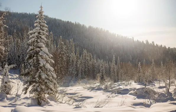Картинка зима, лес, снег, деревья, ели, сугробы, Россия, тайга