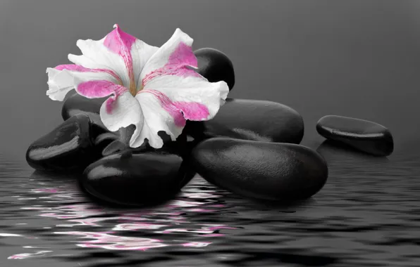 Вода, flower, water, камешки, stones, цветочек, петуния, Petunia