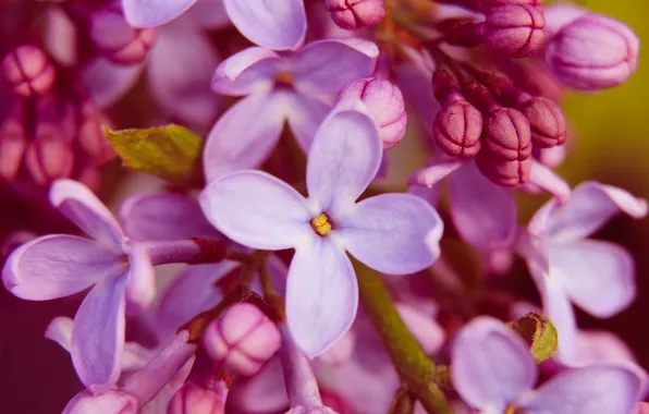 Flower, spring, lilac