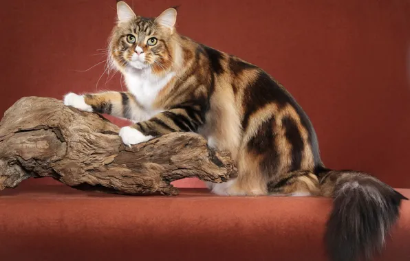 Красный, Кошка, Фон