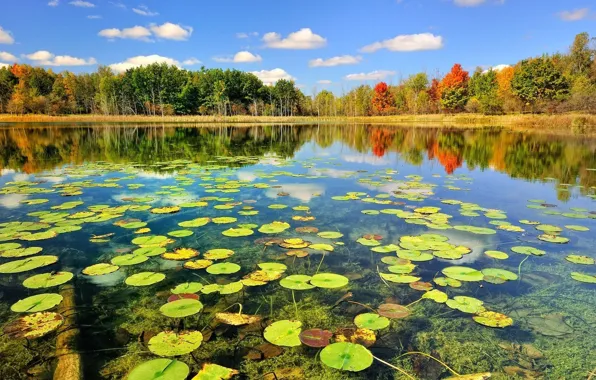 Картинка осень, лес, вода, озеро