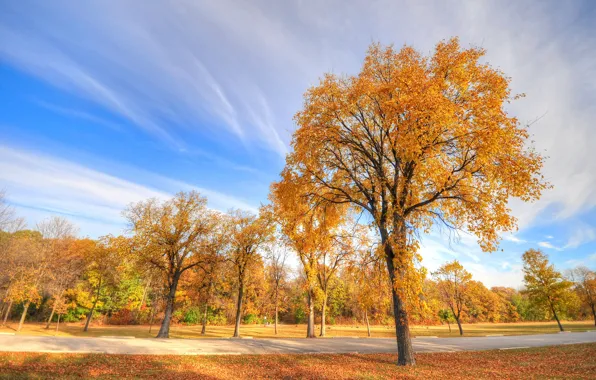 Картинка осень, небо, трава, деревья, парк, дорожка