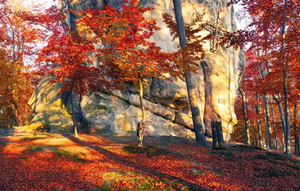 Картинка осень, лес, листья, солнце, деревья, камни, Украина, Закарпатье