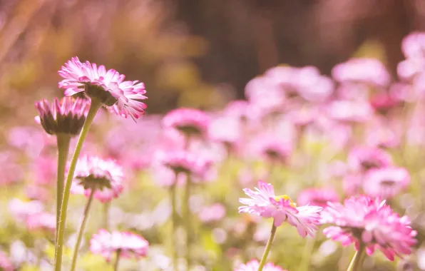 Цветы, лепестки, розовые