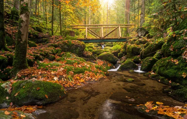 Картинка осень, лес, мост, ручей, камни, мох, Германия, каскад