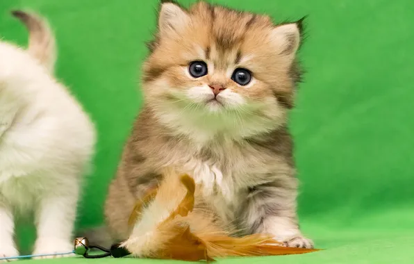 Кошка, взгляд, поза, котенок, мордашка