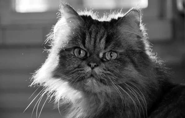 Усы, взгляд, свет, Кошка, шерсть, Маркиза