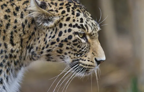 Кошка, леопард, профиль, персидский, ©Tambako The Jaguar