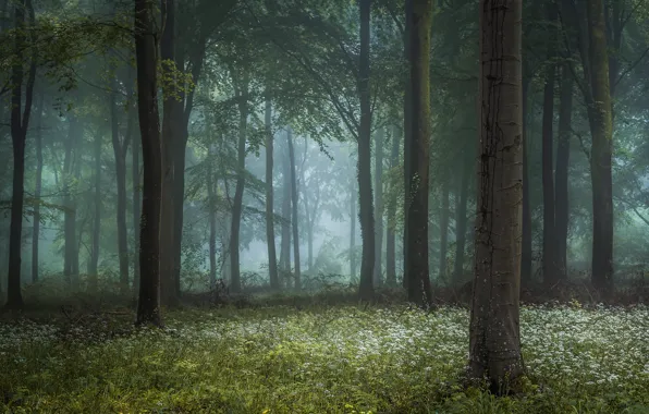 Лес, трава, туман, фото, дерево