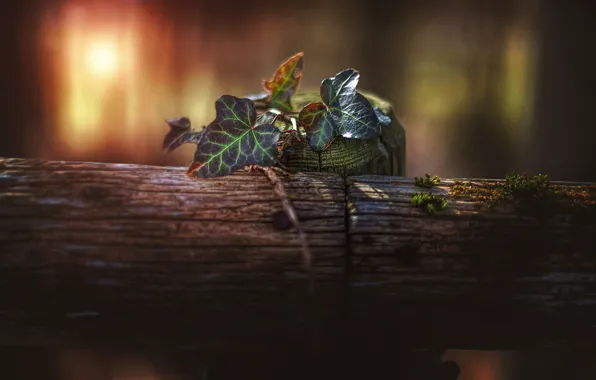 Картинка листья, столбы, обработка, nature details