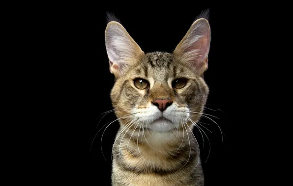 Картинка кот, взгляд, портрет, мордочка, уши, чёрный фон, Наталья Ляйс, Европейская кошка