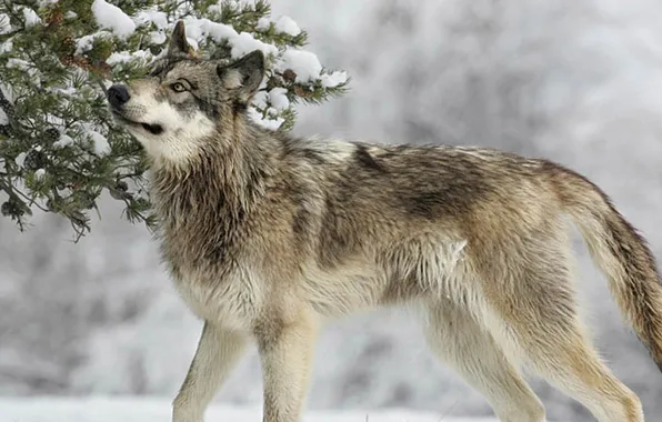 Nature, face, animal, wolf, wildlife, head, fur, mammal