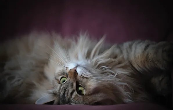 Кошка, поза, животное