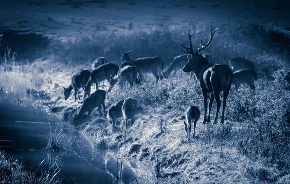 Картинка ночь, природа, олени