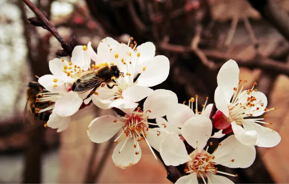 Картинка насекомые, пчела, ветка, весна, абрикос, цветение