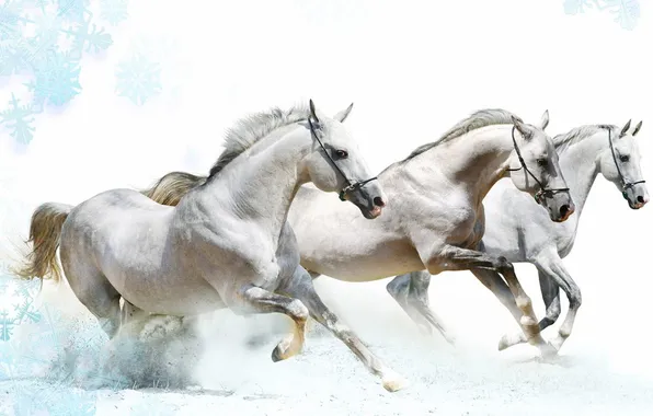 Картинка white, speed, horses, running