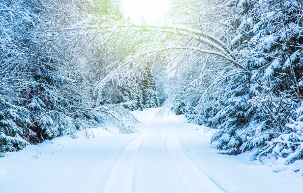 Зима, дорога, снег, деревья, ветки, колея, white, snow