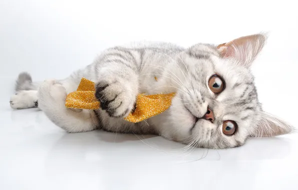 Кошка, взгляд, поза, котенок, серый, игра, белый фон, лежит