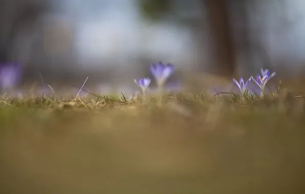 Цветы, природа, весна