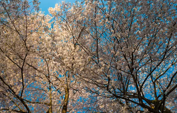 Небо, цветы, дерево, весна