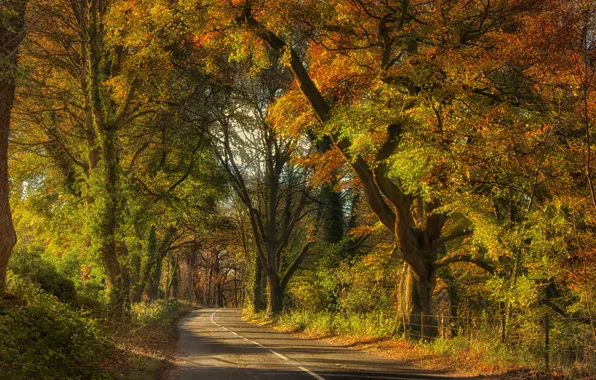 Дорога, деревья, пейзаж, природа, красота, тоннель