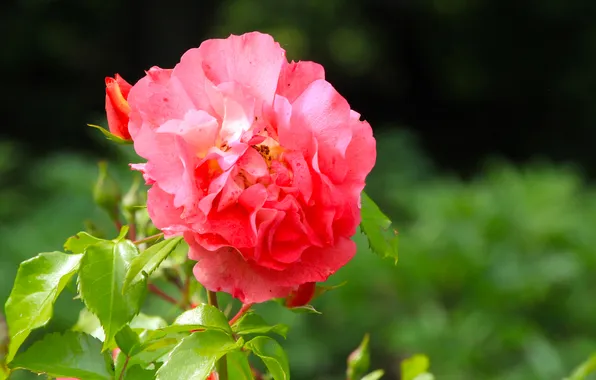 Red, rose, flower
