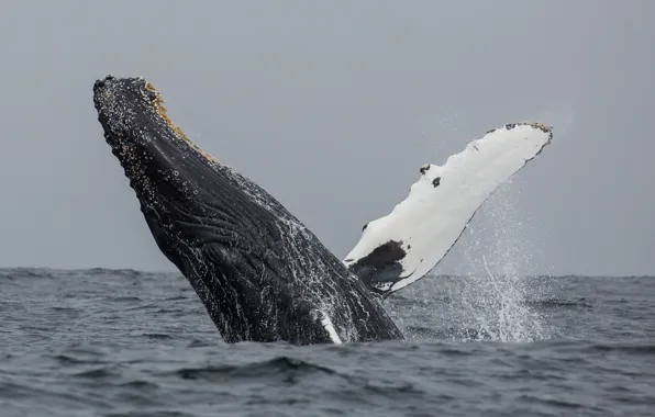 Storm, ocean, jumping, whale, humpback, gray clouds