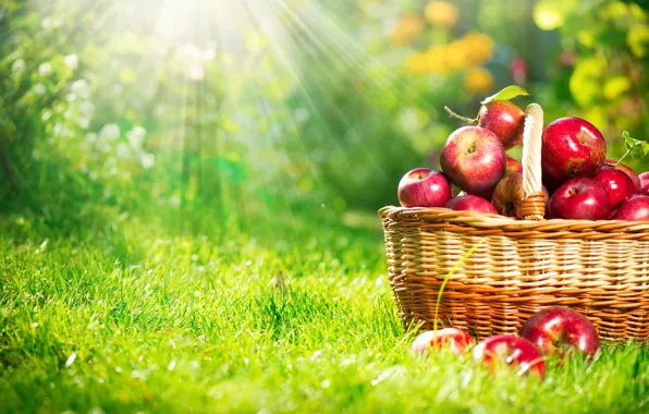 Картинка осень, трава, лучи, свет, природа, корзина, яблоки, красные