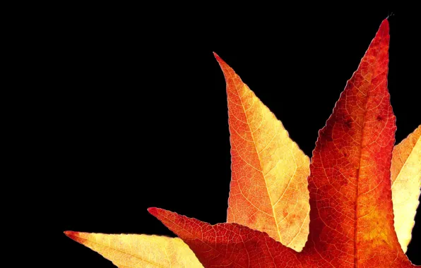 Картинка осень, лист, фон, золотистый