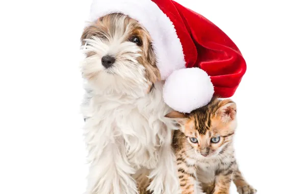 Котенок, шапка, Рождество, щенок, Christmas, New Year, Dogs, Йоркширский терьер