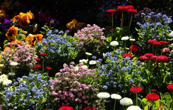 Garden, color, spring, blooming