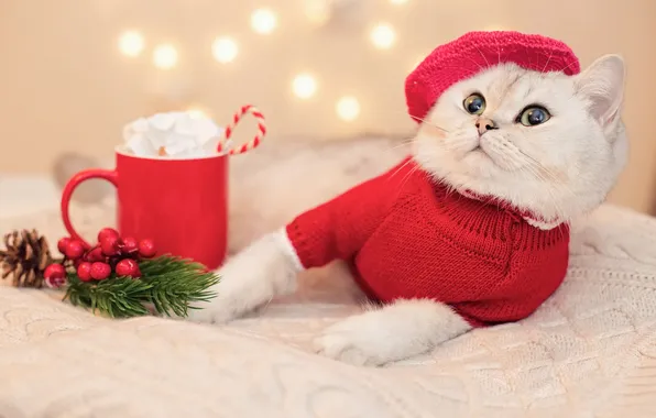 Кошка, белый, кот, взгляд, огни, поза, ягоды, лапки