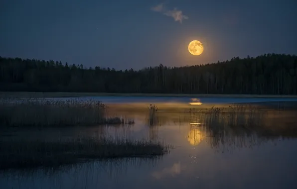 Лес, ночь, озеро, луна, берег, лунный свет, полнолуние, водоем