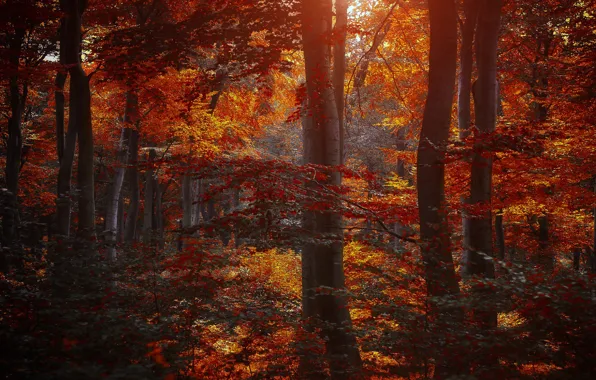 Картинка осень, лес, листья, деревья, природа, желтые, бордовые, багровые