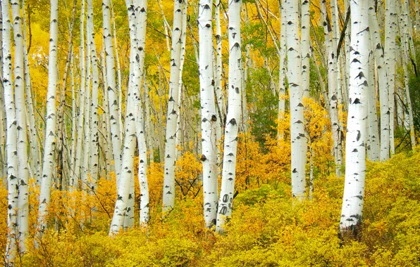 Картинка Природа, Осень, Деревья, Березы
