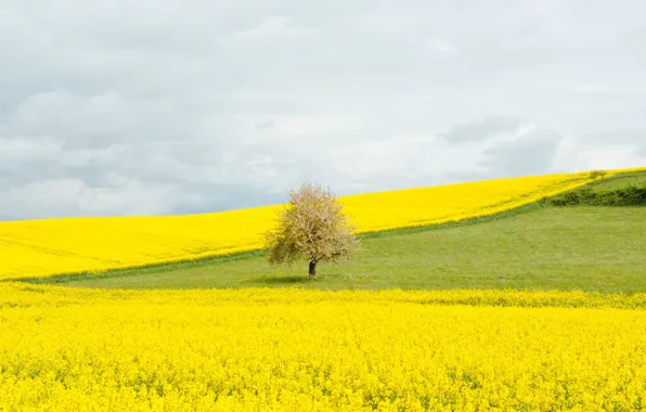 Картинка поле, цветы, дерево