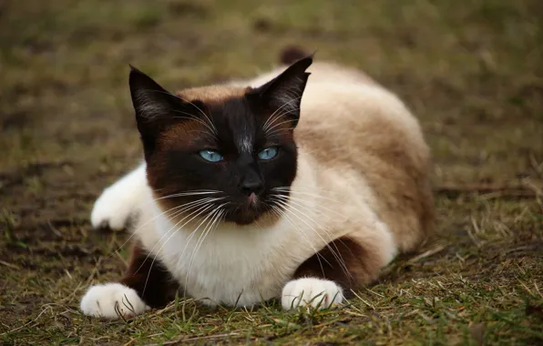 Земля, лежит, сиамская кошка