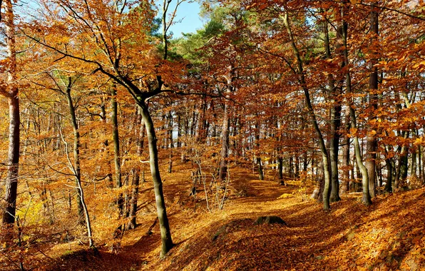 Картинка осень, лес, листья