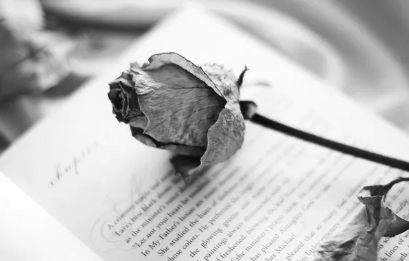 Фон, роза, книга