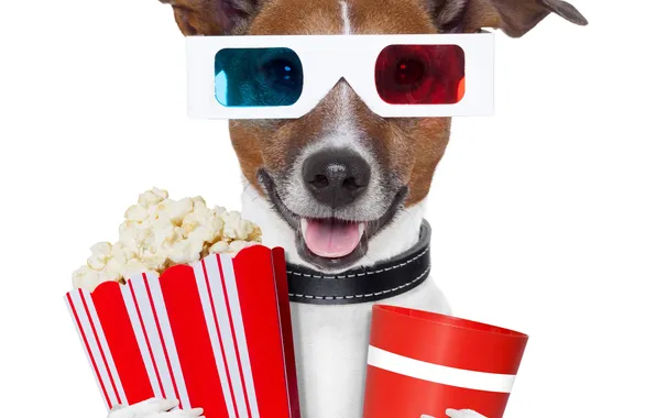 Собака, очки, напиток, попкорн, 3d очки
