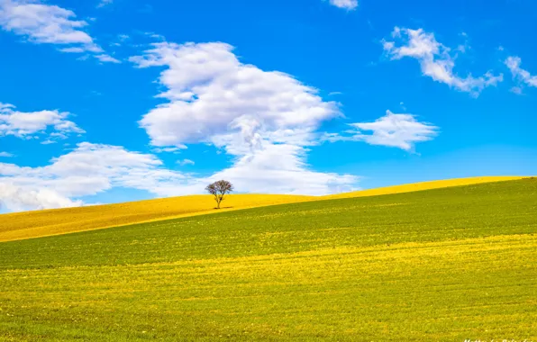 Картинка поле, небо, дерево, холмы, Италия, Апулия, Биккари