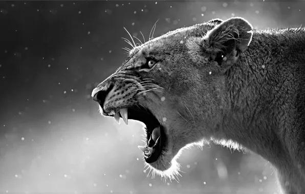 Картинка steam, animal, black and white, lioness, cold, mouth, fangs, howling