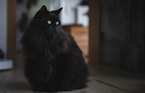 Кошка, кот, взгляд, морда, комната, черный, пушистый, сидит