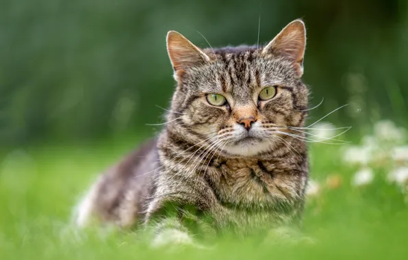Картинка кошка, лето, трава, кот, взгляд, морда, природа, поза