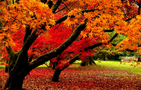 Осень, листья, деревья, природа, парк, Nature, листопад, trees