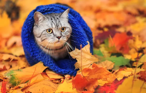 Картинка осень, кот, шарф