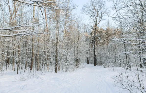 Зима, лес, снег, парк, вечер, солнечно, декабрь, зимний лес